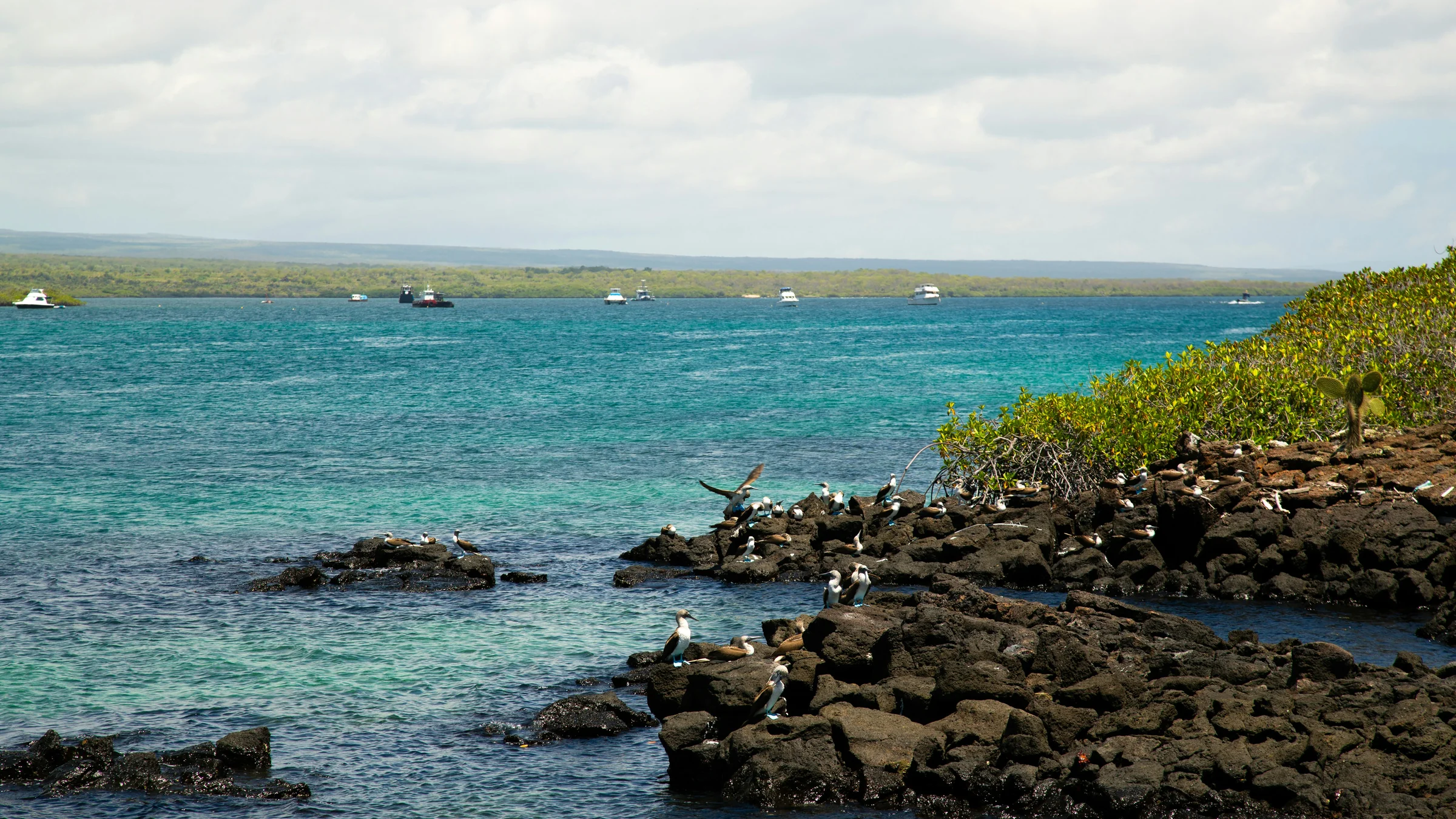 Galápagos Islands — volcanic coastline and marine iguanas