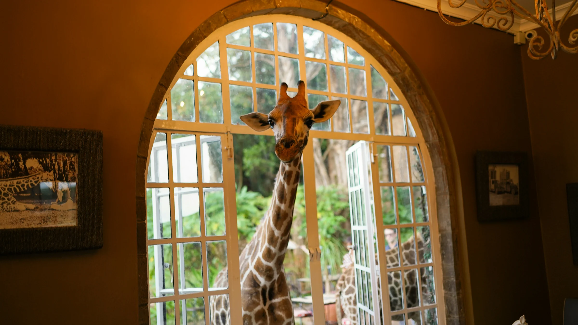 Giraffe Manor Nairobi — Rothschild's giraffes at the breakfast windows